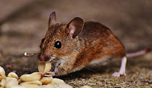24 Hour & Emergency Exterminators in Strafford, PA